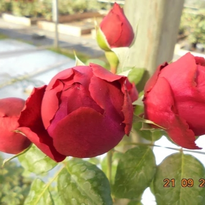 Розы шраб 