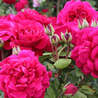 Роза флорибунда Тесс оф зе дЭрбевилль C4