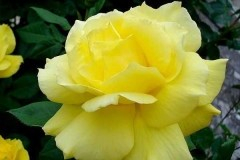 роза флорибунда энтони мейян