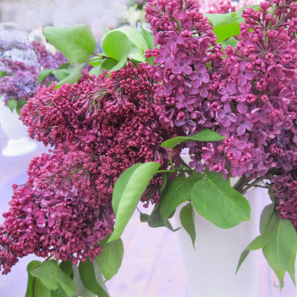 Сирень обыкновенная Радж Капур