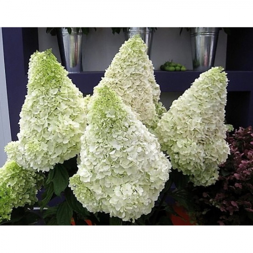 Гортензия метельчатая Полар Бир Polar Bear. PollySad