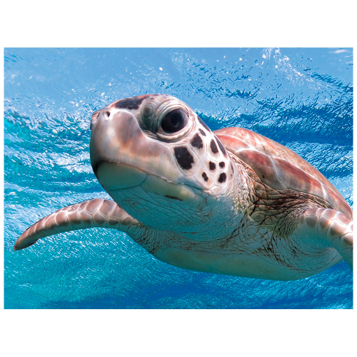 Стерео-пазл Prime 3D Морская черепаха 500 детал., 6+ 20055 в Нижнем Новгороде