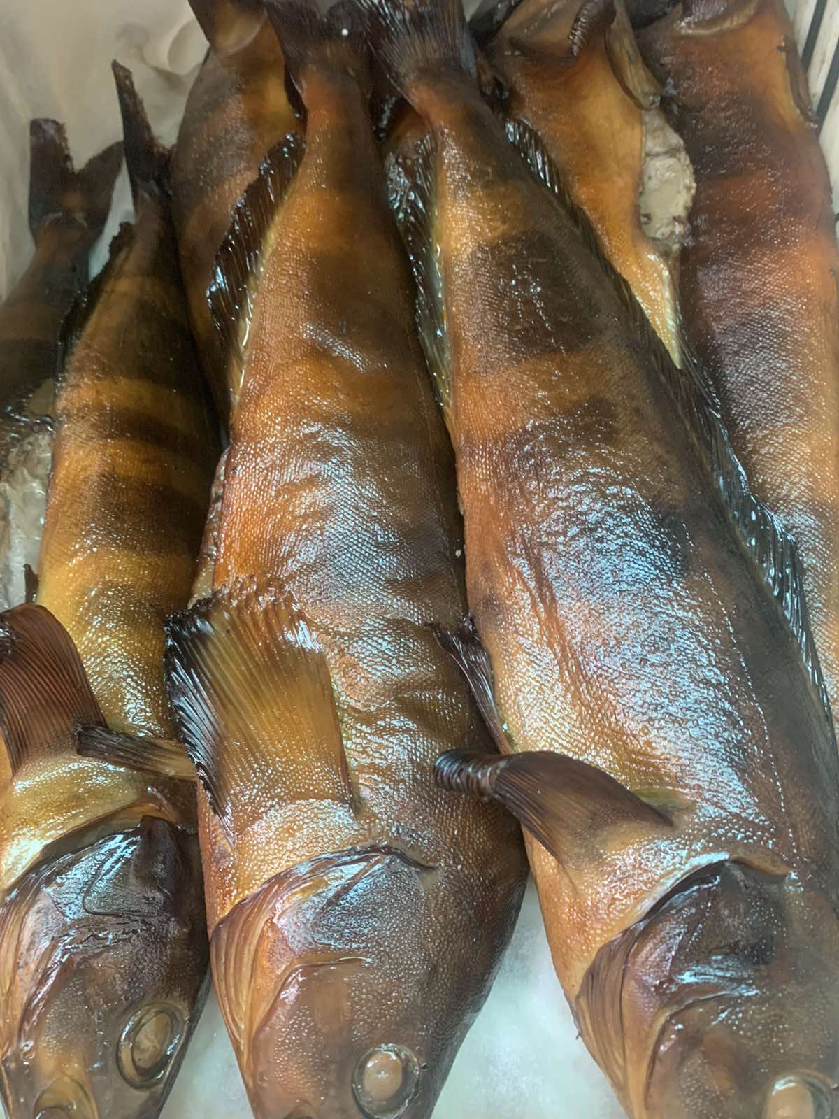 Терпуг крупный