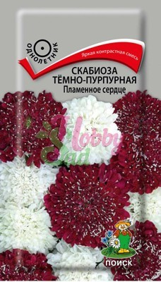 Цветы Скабиоза тёмно-пурпурная Пламенное сердце (10 шт) Поиск