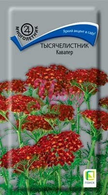 Цветы Тысячелистник Кавалер  (10 шт) Поиск