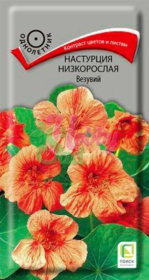 Цветы Настурция Везувий низкорослая (1 г) Поиск