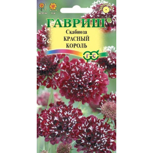 Скабиоза темнопурпурная Красный король махр. 6 шт.