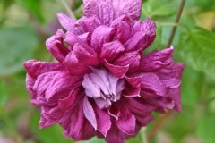 клематис мелкоцветковый Purpurea Plena Elegans/ Пурпуреа Плена Элеганс