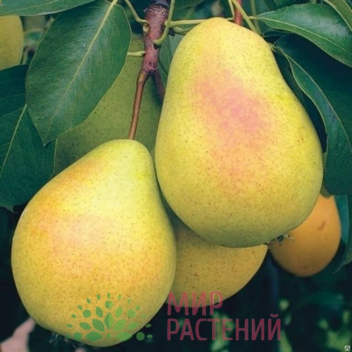 груша Скороспелка из Мичуринска 1шт