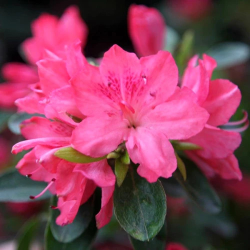 Azalea jap. Blaauw`s Pink C5 (20-40)