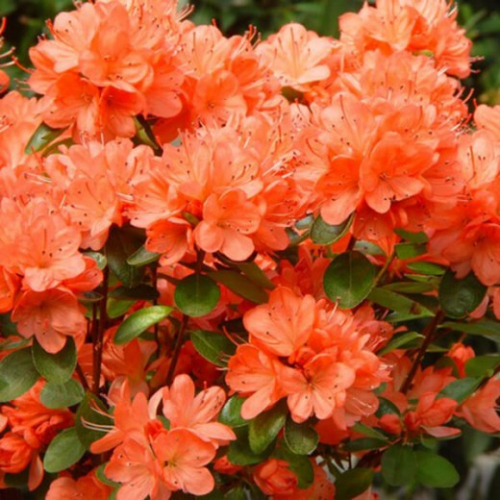 Azalea jap. Geisha Orange C5 (20-40)