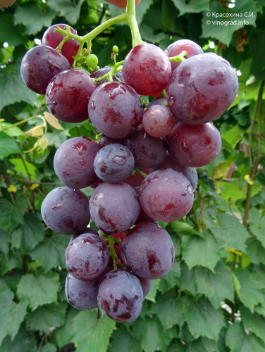 виноград Рошфор