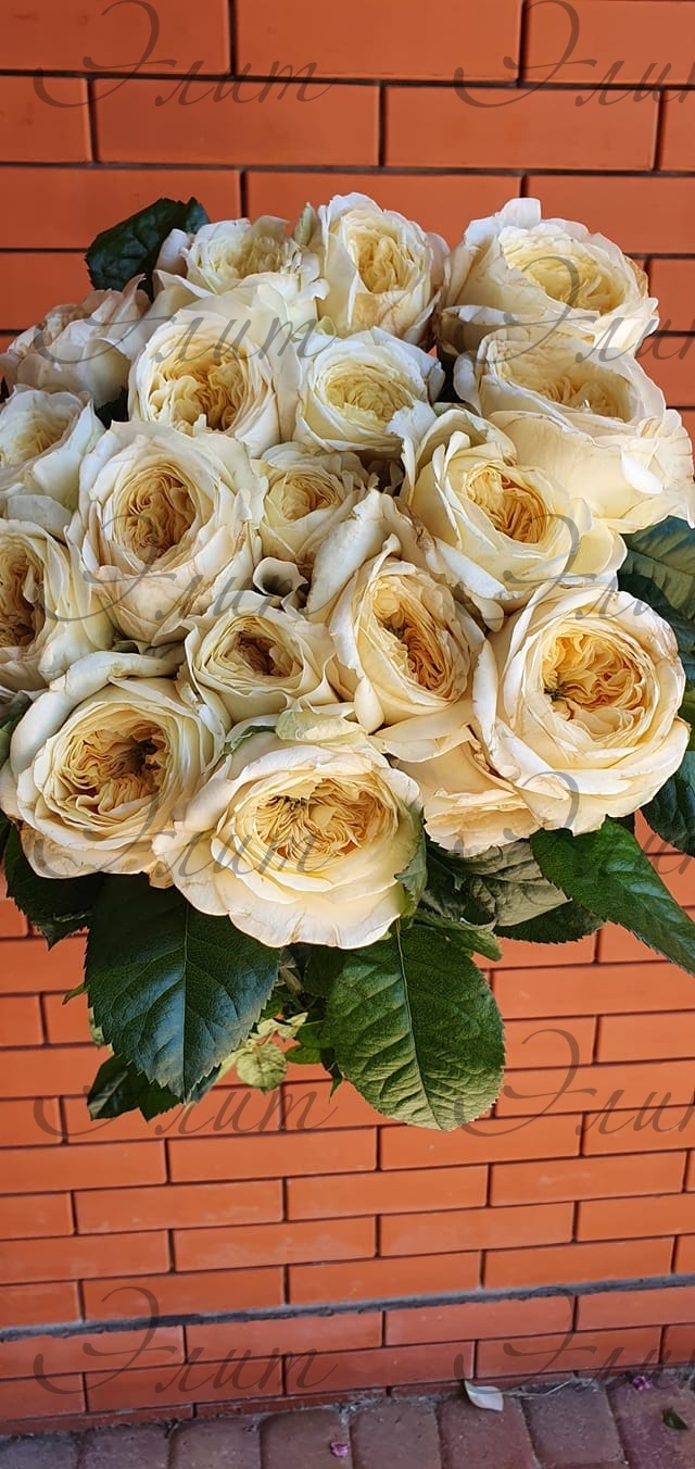 роза персуасион