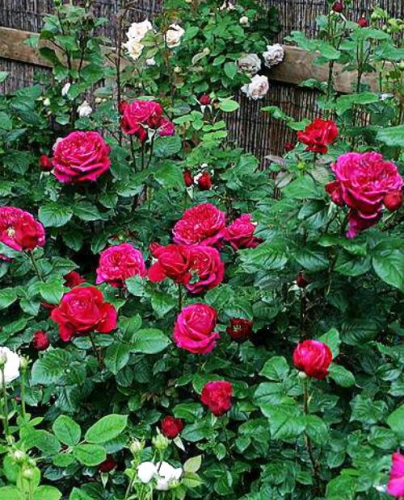 роза английская(девида остина) фишерман фред