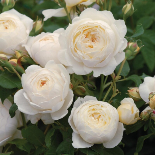 роза английская(девида остина)клэр остин