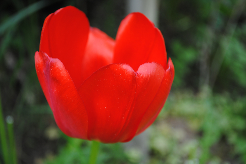 тюльпан Red Purissima (new), Fosteriana