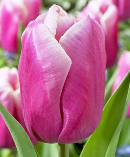 тюльпан Holland Beauty, Triumph