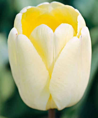тюльпан Ivory Floradale , Darwinhybrid
