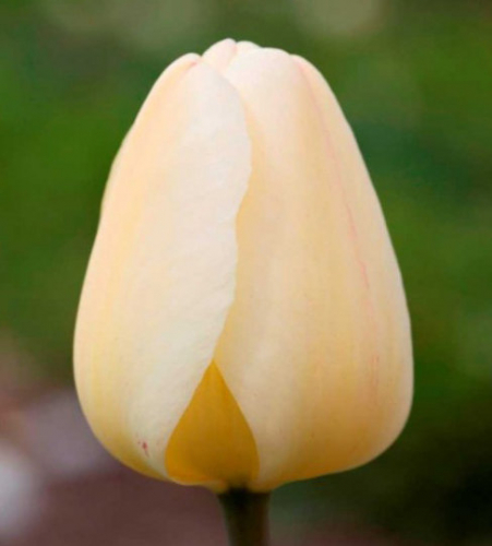 тюльпан Ivory Floradale , Darwinhybrid