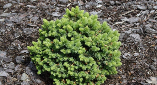 Ель колючая (Picea pungens Green Globe C5  PA 85-95)