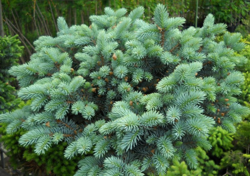 Ель колючая (Picea pungens Sonia C2 20-25 )