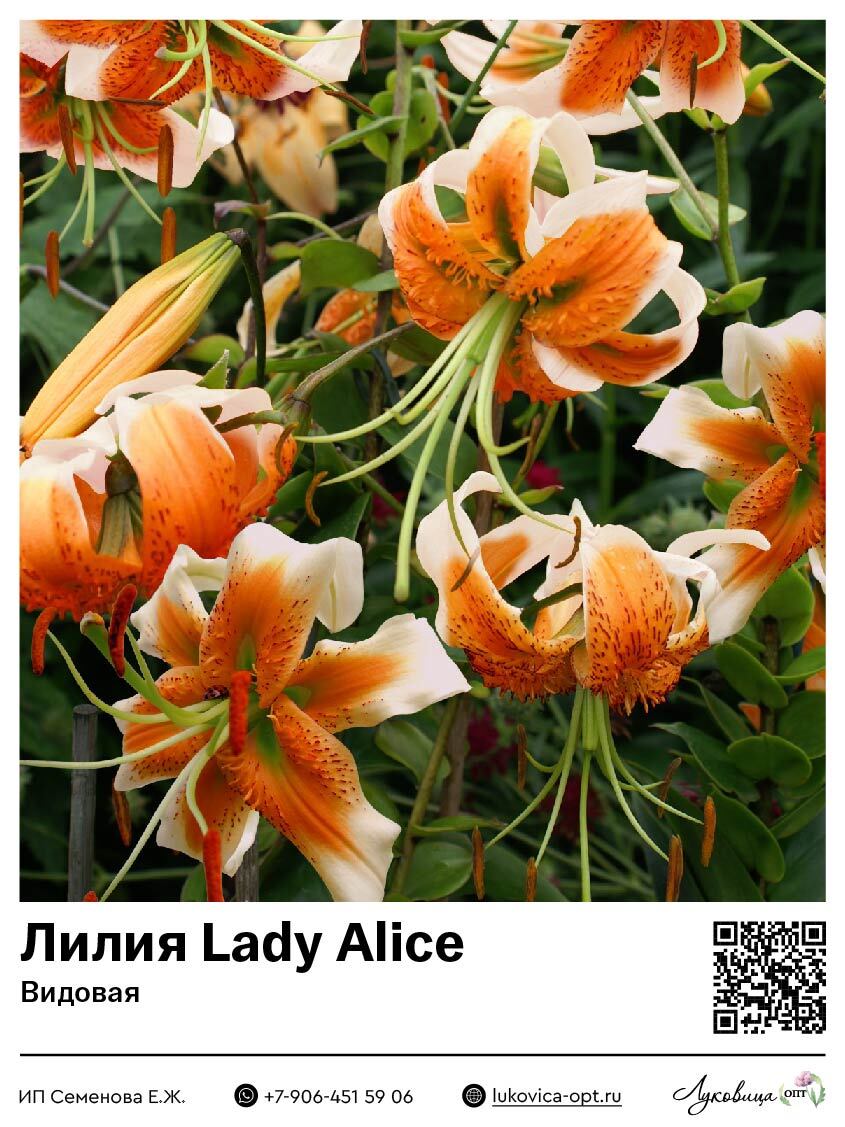 Лилия / Lilium - Lady Alice