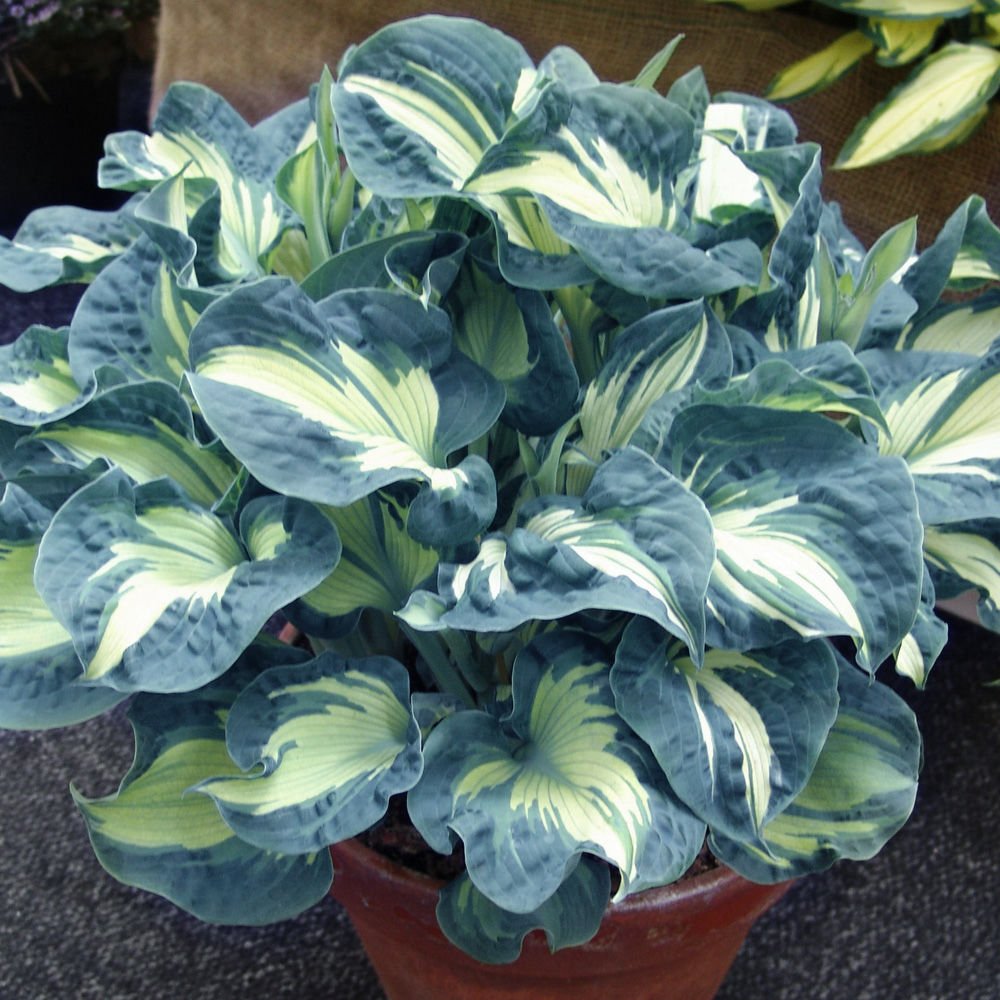 Саженцы Хост Купить В Леруа Мерлен Калуга