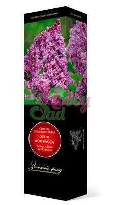 Сирень Огни Донбасса обыкновенная. ПОИСК