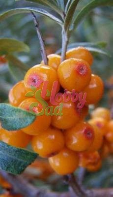 Облепиха Алтайская Поиск