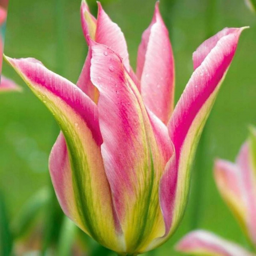 тюльпан Virichic ®, Viridiflora