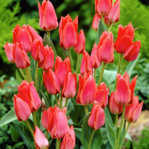 тюльпан Double Toronto  ®, Greigii/ multiflowering