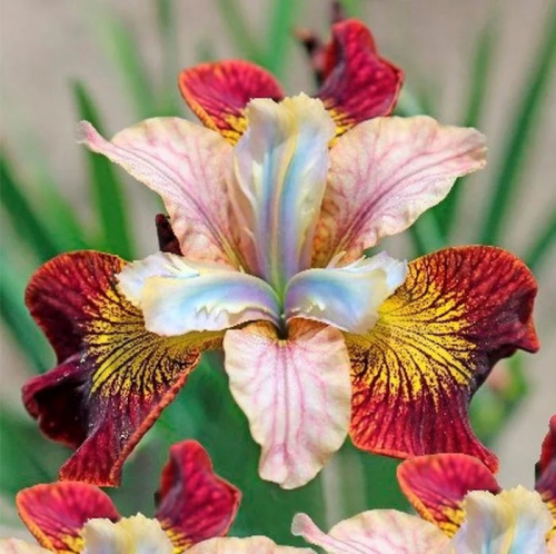 Iris Sibirica Paprikash