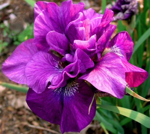 Iris Sibirica Tumble Bug