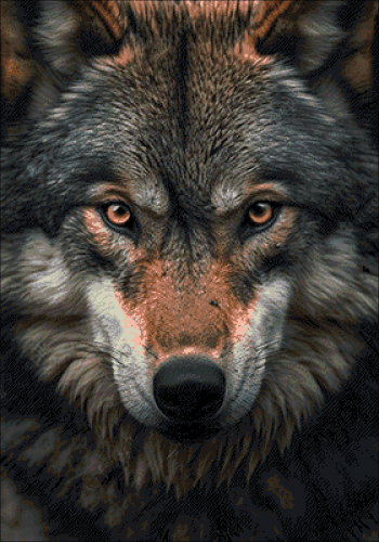 Алмазная мозаика: Взгляд волка 