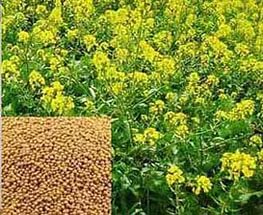 Сидерат Горчица белая 1 кг (мешок 25 кг) Россия