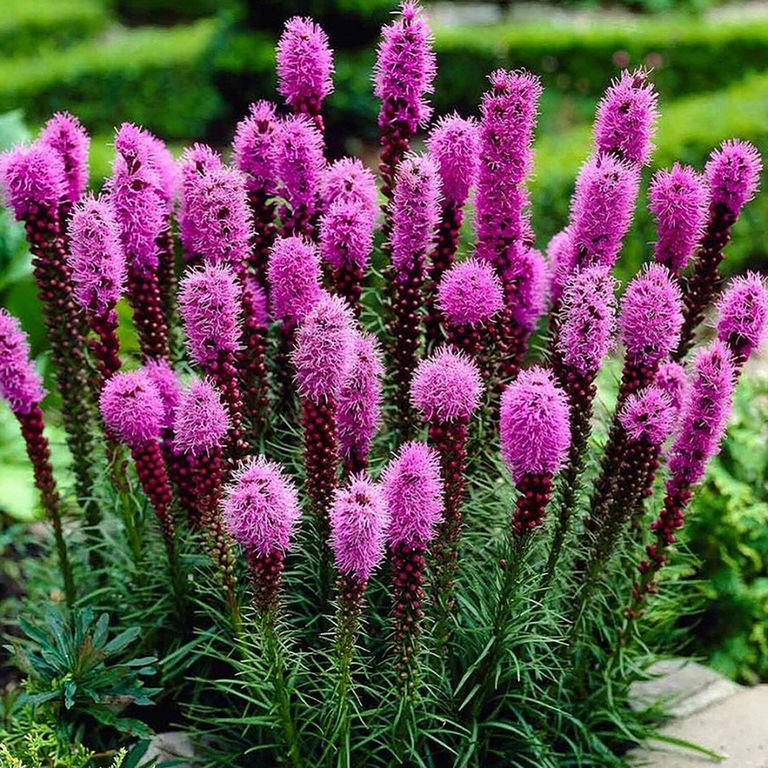 Садовые цветы на букву г