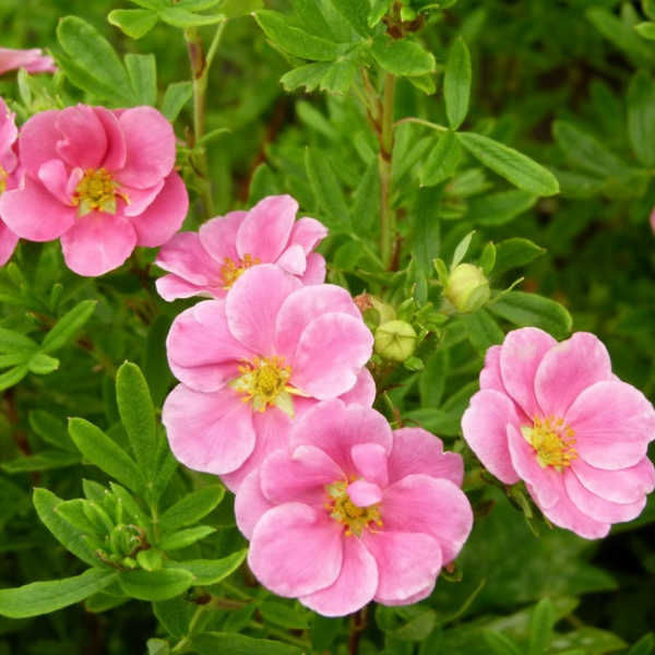 Лапчатка (Курильский чай) Пинк Виспе