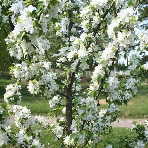 Яблоня декоративная Джон Доуни