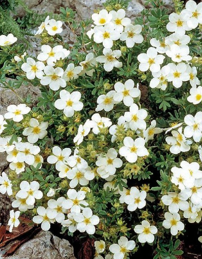 Лапчатка (Курильский чай) Мак Кейс Вайс