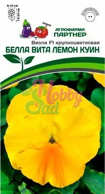 Цветы Виола 