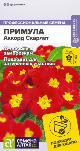 Цветы Примула Аккорд Скарлет/Сем Алт/цп 5 шт двулетник Голландия НОВИНКА