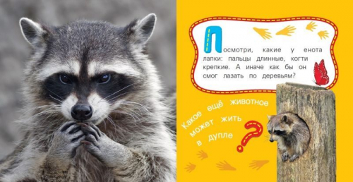 Енот. Мои веселые друзья