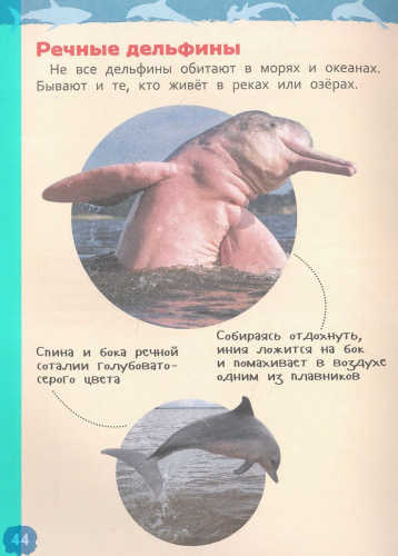Акулы, киты и дельфины. Энциклопедия для детского сада