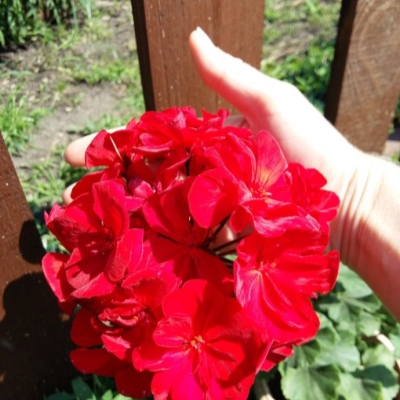 Пеларгония красная крупная