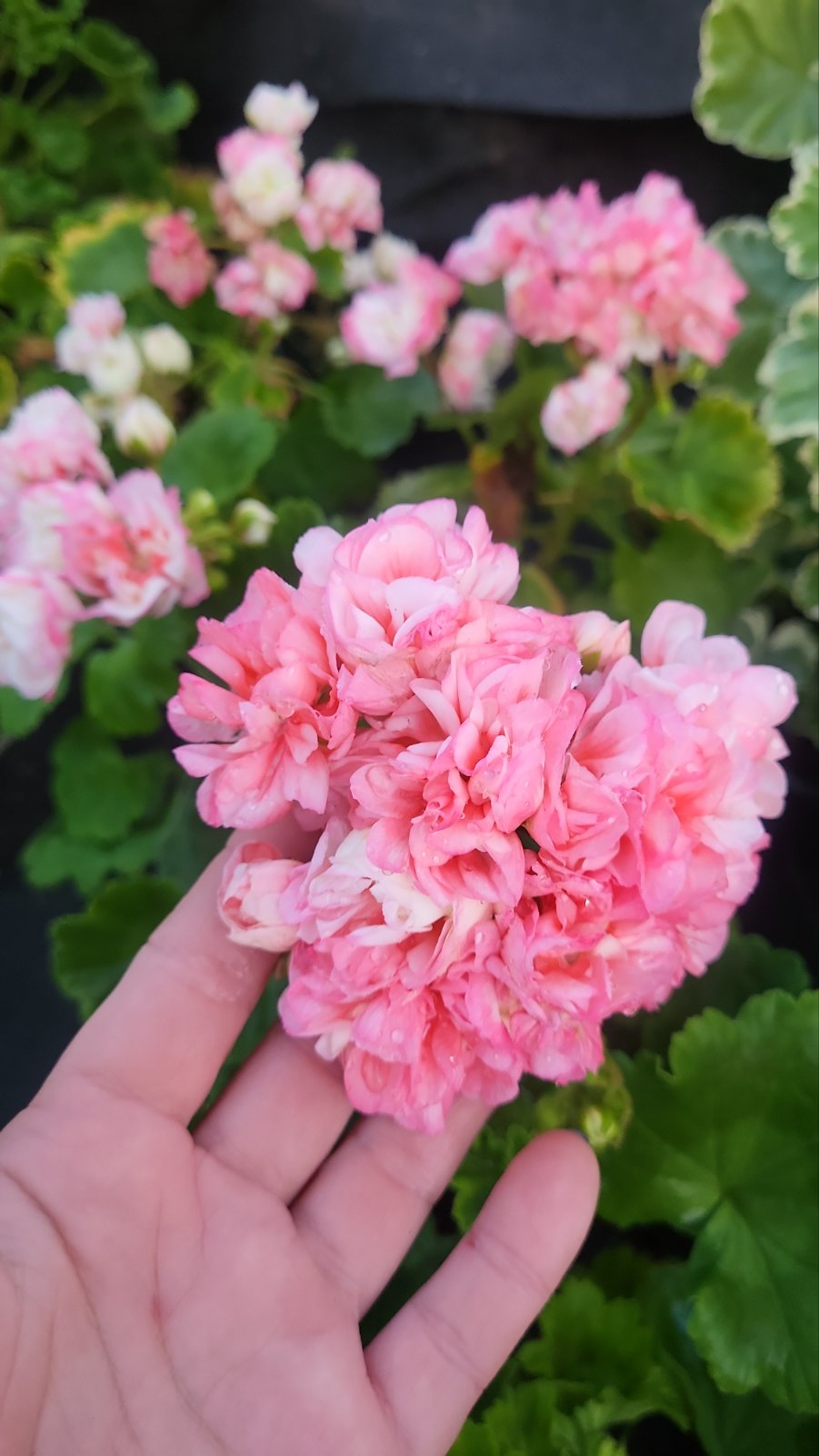 Пеларгония густо махровая розовая