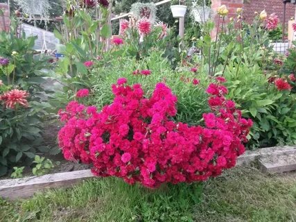 Гвоздика ампельная розовая