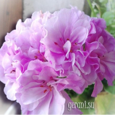 Пеларгония Шифон (Chiffon)