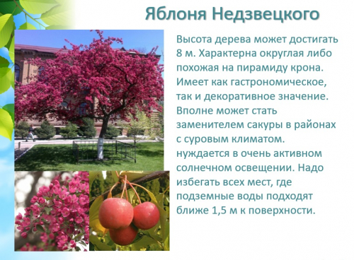 Яблоня Недзвецкого краснолистная декоративная