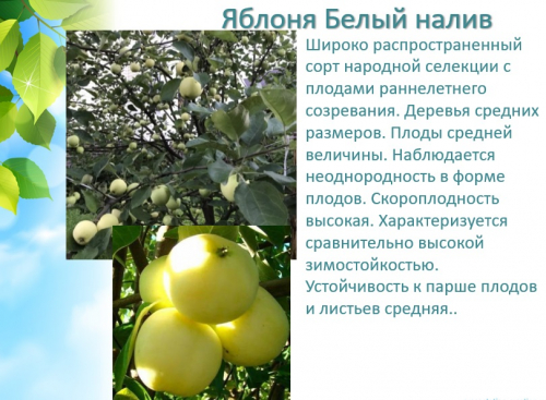 яблоня белый налив раннее