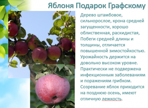 яблоня подарок Графскому зимнее